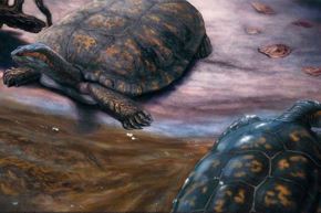 Un equipo de cuatro paleontólogos y un estudiante identificó un nuevo género y especie de tortuga fósil en el desierto de la Tatacoa, en el centro-sur de Colombia, datado en el Mioceno Medio (hace unos 13 millones de años). La especie, denominada Shakiremys colombiana en honor a Shakira, está representada por un cráneo completo y dos caparazones articulados, lo que la convierte en uno de los hallazgos de tortuga fósil más completos de la región.