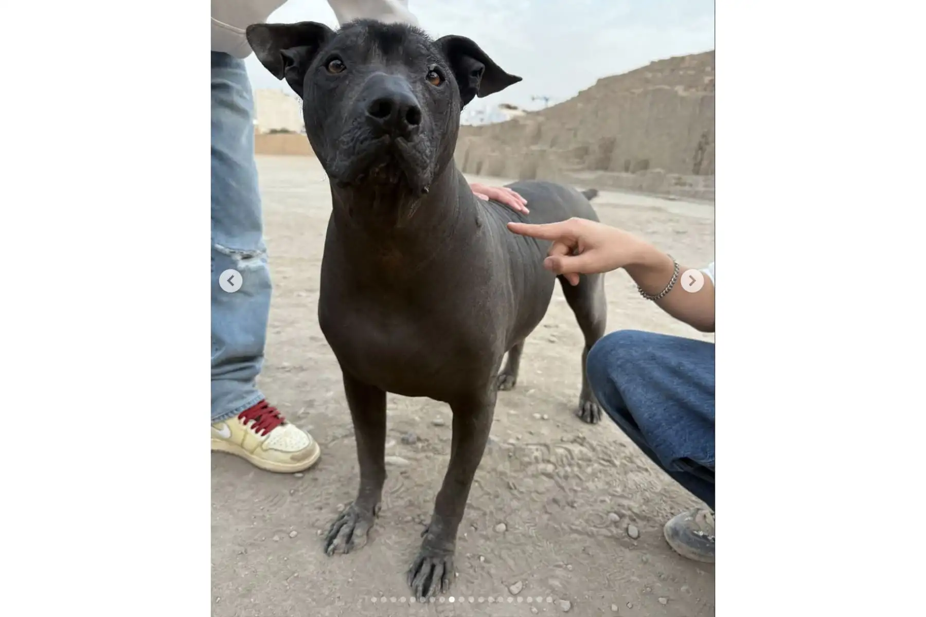 “Días con pirámides preincas, llamas multicolores, perros sin pelo y noches mágicas llenas de sentimiento y emoción. ¡Gracias, Perú, por darnos tanto!”, escribió Shakira en Instagram tras su visita al país. Compartió fotos con muñecos artesanales de alpacas, un perro peruano sin pelo, diversas huacas, y también imágenes de chicharrón, tamales y café peruano. Además, posó junto a sus bailarines frente a una foto del arquero Pedro Gallese. Foto: Instagram/Shakira