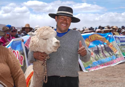 Más de 6,700 criadores de alpaca de Puno se beneficiarán con el proyecto que busca modernizar la producción de fibra de alpaca de esa región. ANDINA/Difusión