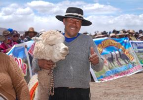 Más de 6,700 criadores de alpaca de Puno se beneficiarán con el proyecto que busca modernizar la producción de fibra de alpaca de esa región. ANDINA/Difusión