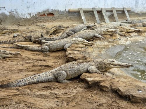 Conoce las acciones que se realizan para proteger y conservar al cocodrilo de Tumbes, la única especie de su tipo que vive en Perú. Solo se puede encontrar en dos ríos de Tumbes y está en peligro de extinción. ANDINA/Difusión