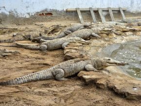 Conoce las acciones que se realizan para proteger y conservar al cocodrilo de Tumbes, la única especie de su tipo que vive en Perú. Solo se puede encontrar en dos ríos de Tumbes y está en peligro de extinción. ANDINA/Difusión