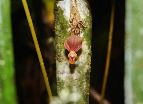 Científicos de la Universidad Nacional Toribio Rodríguez de Mendoza descubrieron una nueva especie de orquídea en la región Amazonas. También en el sur de Ecuador. ANDINA/Difusión