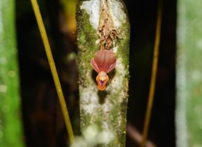 Científicos de la Universidad Nacional Toribio Rodríguez de Mendoza descubrieron una nueva especie de orquídea en la región Amazonas. También en el sur de Ecuador. ANDINA/Difusión