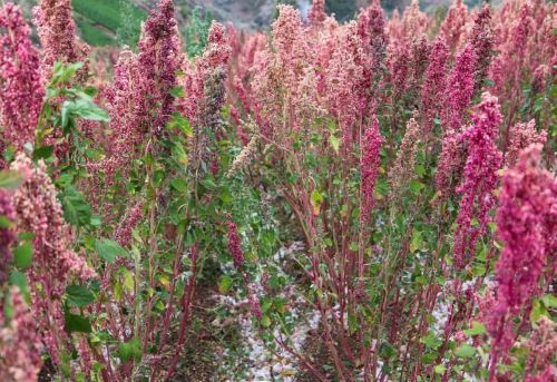 Eventos naturales, como heladas, granizadas, lluvias intensas y deslizamientos, registrados en las últimas semanas en Ayacucho afectaron más de 4000 hectáreas de cultivo y provocaron enormes pérdidas a los agricultores. ANDINA/Difusión