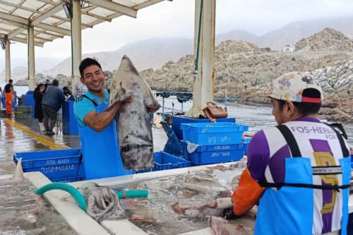 Extractores de pota del departamento de Piura. Foto: ANDINA/Difusión