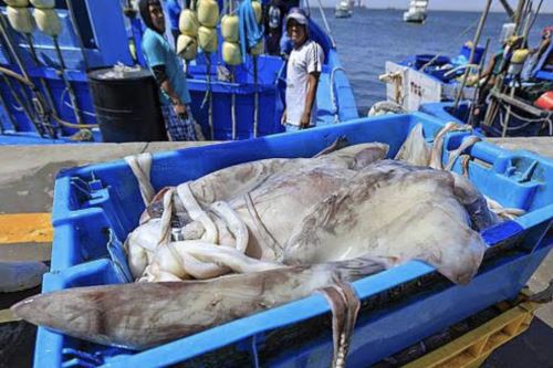 Pesca de calamar gigante. ANDINA/Difusión