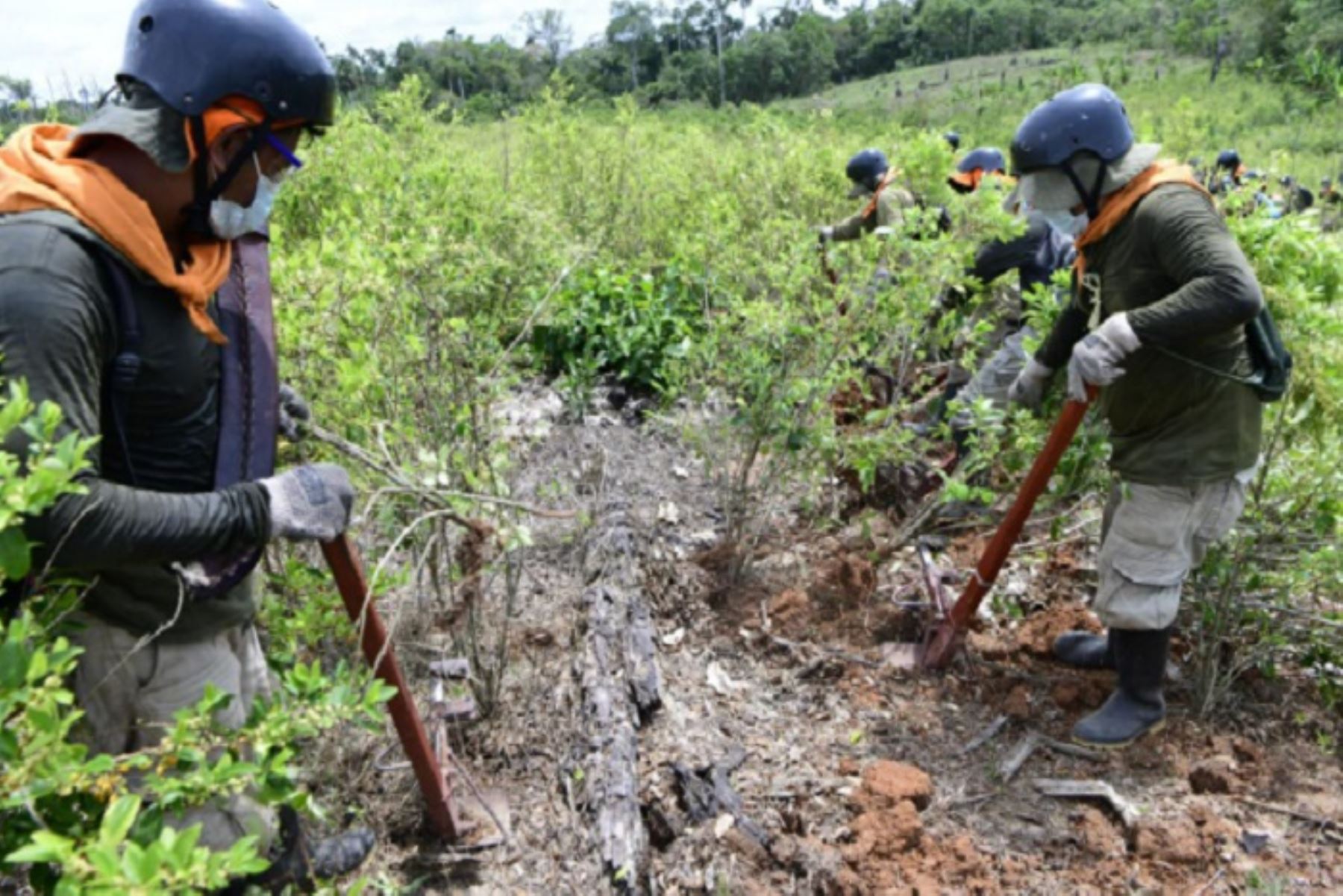 Las regiones con mayor volumen de erradicación fueron: Ucayali (17 531.80 ha), Huánuco (9704.13 ha), Loreto (5078.84 ha), San Martín (1703.98 ha) y Amazonas (163.39 ha).