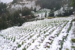 Los agricultores solicitan a las autoridades que se active la respuesta inmediata, se brinde ayuda humanitaria y evalúe la posibilidad de declarar la emergencia agrícola.