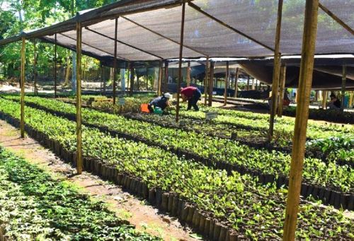 El Proyecto Especial Huallaga Central y Bajo Mayo (PEHCBM), inició la venta de plantones a precios que van desde un sol (S/ 1.00) para promover la reforestación urbana, de las fajas marginales y áreas degradadas de la región San Martín. ANDINA/Difusión