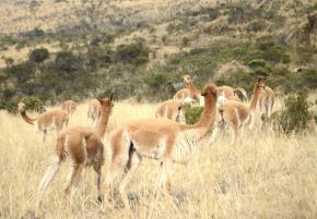 El último Censo Nacional de Vicuñas reveló que  Cusco registra un incremento del 45 % en la población de vicuñas protegidas y resguardadas por comunidades altoandinas de esa región. ANDINA/Difusión