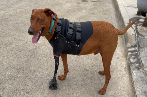 Joven de Beca 18 diseña prótesis 3D que mejora la vida de animales amputados. Foto: ANDINA/Difusión