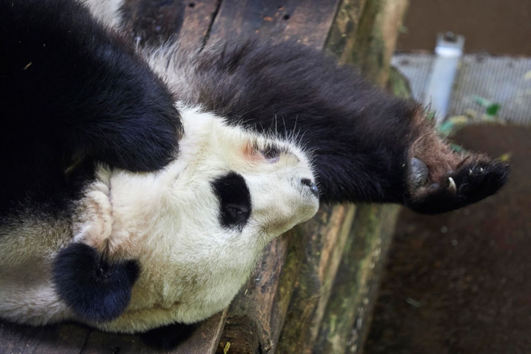 El panda macho Yuan Zi yace en su recinto interno antes de su último refrigerio público en el zoológico Beauval en Saint-Aignan-sur-Cher, en el centro de Francia. Los dos pandas reproductores del zoológico, Huan Huan la hembra y Yuan Zi el macho, parten hacia China. Foto: AFP