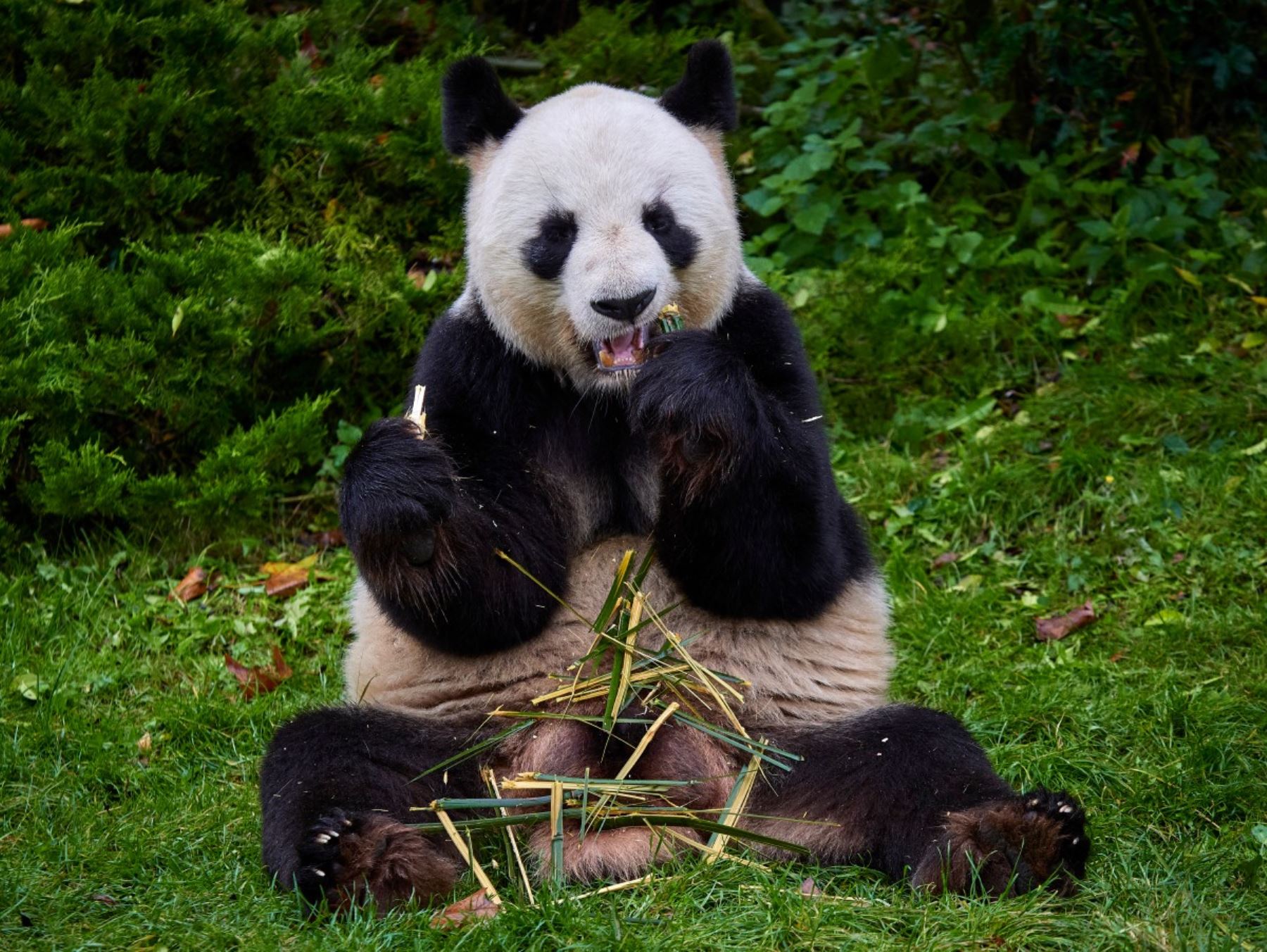 El panda macho Yuan Zi yace en su recinto interno antes de su último refrigerio público en el zoológico Beauval en Saint-Aignan-sur-Cher, en el centro de Francia. Los dos pandas reproductores del zoológico, Huan Huan la hembra y Yuan Zi el macho, parten hacia China. Foto: AFP
