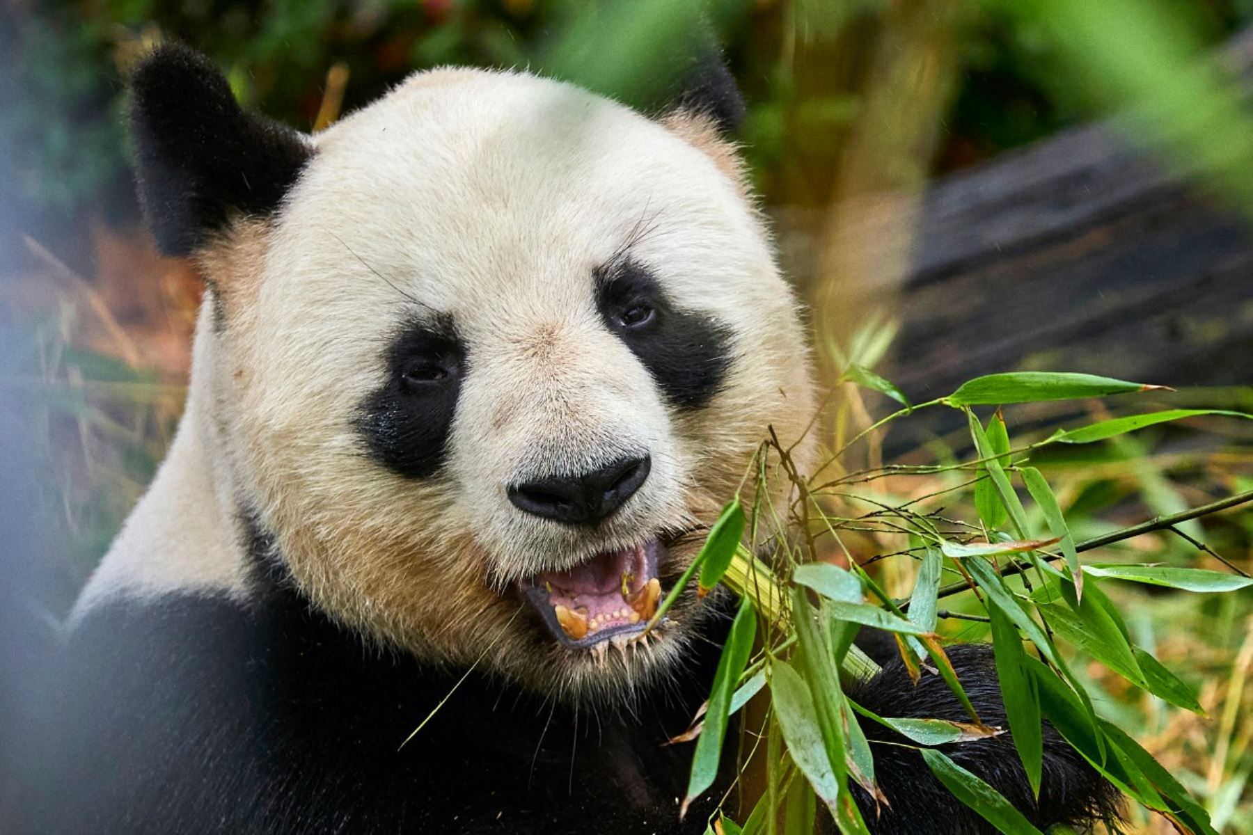 El panda macho Yuan Zi yace en su recinto interno antes de su último refrigerio público en el zoológico Beauval en Saint-Aignan-sur-Cher, en el centro de Francia. Los dos pandas reproductores del zoológico, Huan Huan la hembra y Yuan Zi el macho, parten hacia China. AFP
