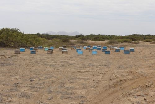 Este complejo pertenece al período Intermedio Tardío y conserva valiosas evidencias domésticas de las culturas Lambayeque y Chimú.