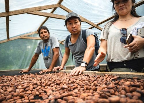 Más de 2,300 familias de diversas comunidades nativas de Ucayali se benefician con el financiamiento de sus planes de negocio que impulsa el Programa Bosques del Ministerio del Ambiente. ANDINA/Difusión