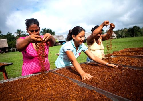 El proyecto Dinamización del Ecosistema de Investigación, Desarrollo, Innovación y Emprendimiento (DER Madre de Dios) presentó su Plan de Desarrollo del Ecosistema (PDE) para esa región, informó el programa ProInnóvate. ANDINA/Difusión