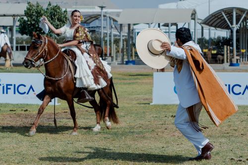 Caballo de paso peruano: estudio genético confirma que es único y sus habilidades son heredadas