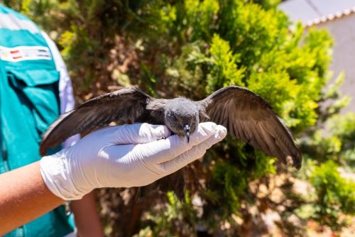 Serfor explicó que esta mayor presencia de aves en zonas urbanas ocurre principalmente entre octubre y diciembre, etapa en la que culmina su ciclo reproductivo.