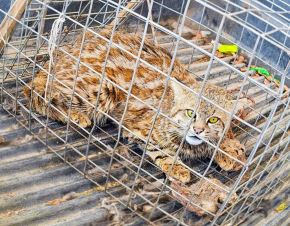 Liberan en su hábitat a gato de los pajonales que fue atrapado en granja de aves de Ayacucho.
