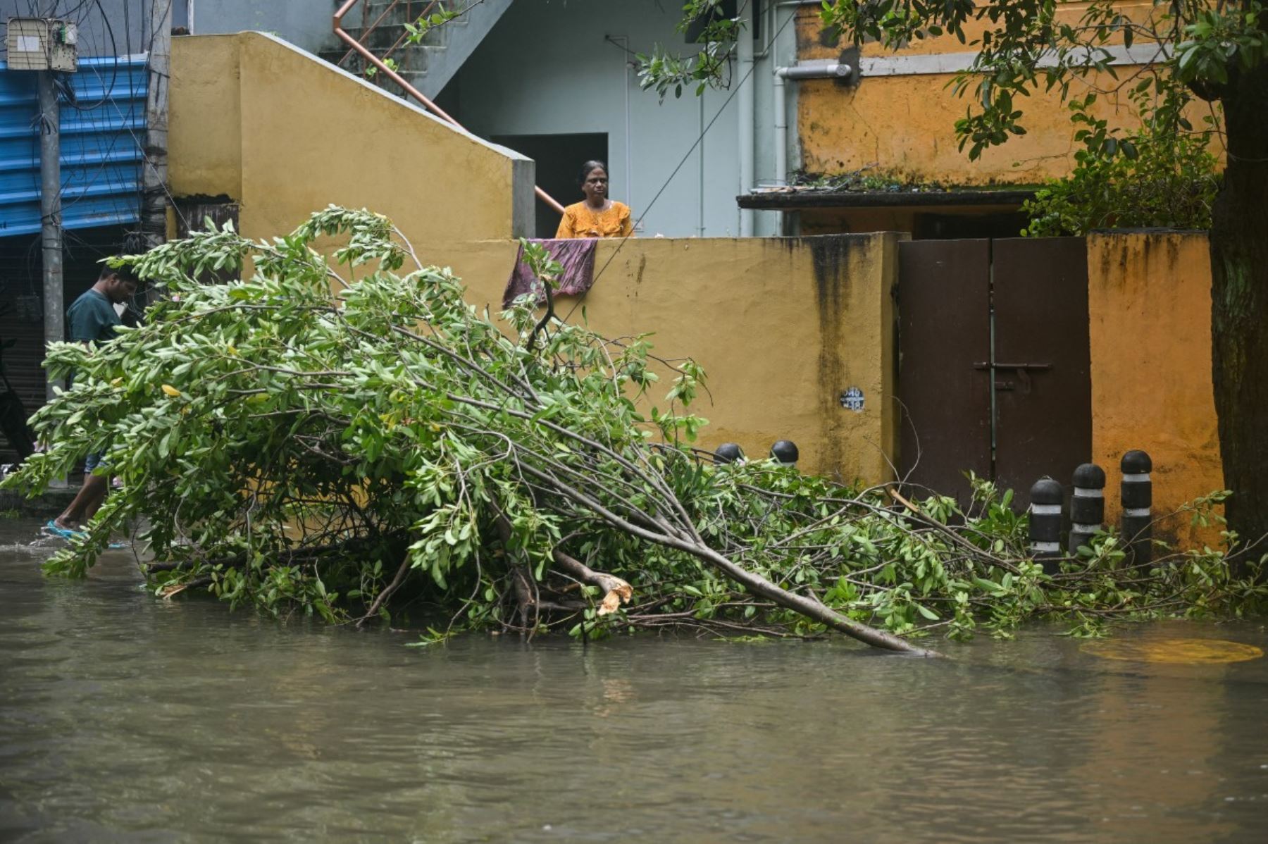 Una mujer observa una calle inundada mientras un árbol yace arrancado de raíz debido al ciclón Ditwah en Chennai. AFP
