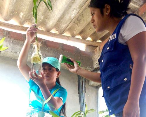 Gracias a los trabajos de prevención, Lambayeque ha logrado una reducción histórica de casos de dengue durante el 2025, luego de enfrentar años críticos que pusieron en alerta al sistema sanitario de esta región. ANDINA/Difusión