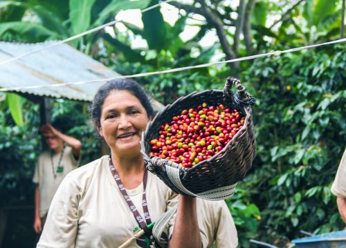 "Proyecto Café Seguro Perú" se denomina la iniciativa que impulsa la Dirección General de Asociatividad, Servicios Financieros y Seguros del Midagri que diseñará y posteriormente implementará un seguro agrícola paramétrico para proteger y asegurar los cultivos de café contra riesgos de exceso y deficiencia de lluvias. ANDINA/Difusión