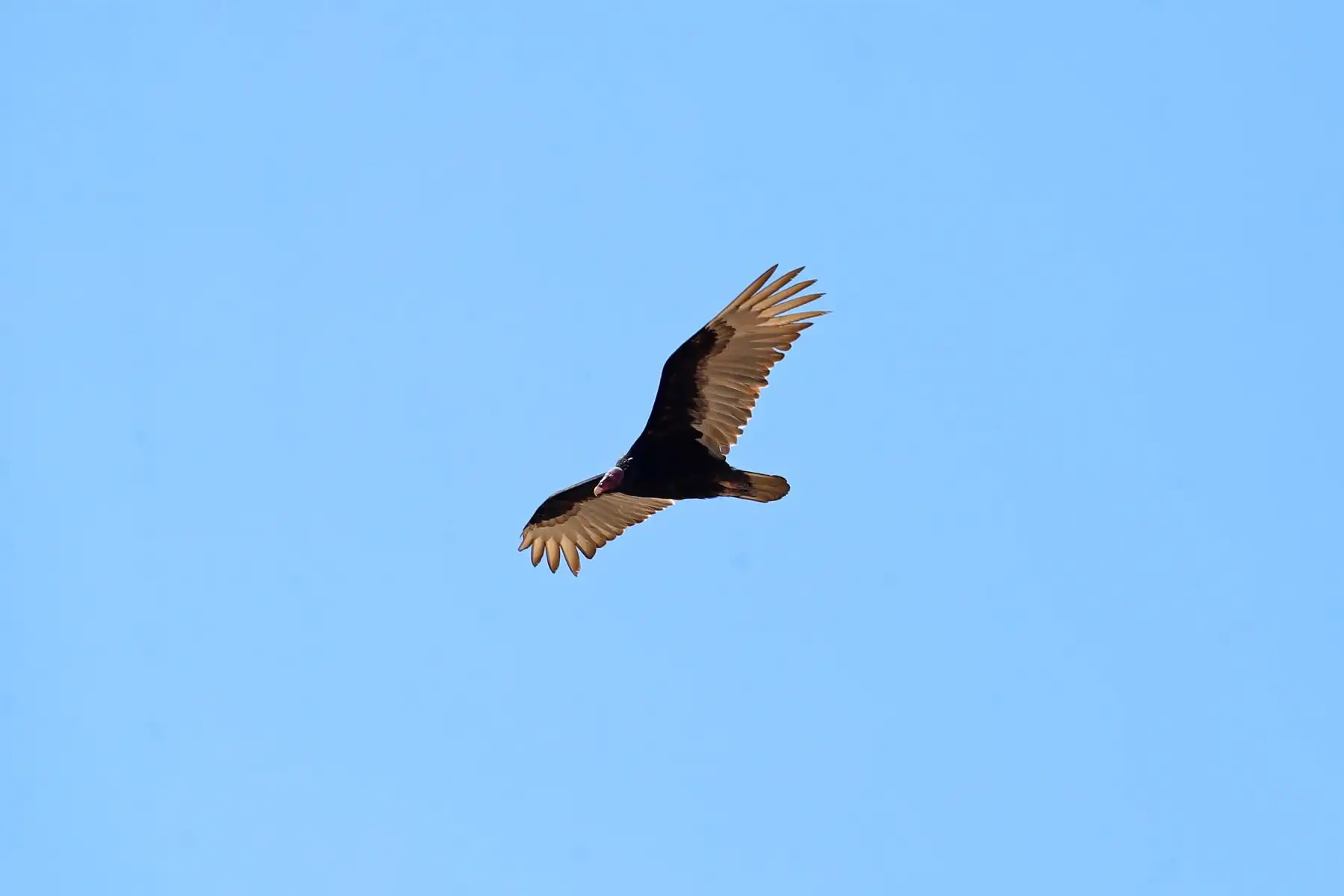Pese a estar ubicado en un desierto, el Cañón de los Perdidos de Ica posee ciertos atractivos muy llamativos e inusuales como aves silvestres, un poco de vegetación, y también un pozo de agua estancada, causado por las lluvias y el agua del subsuelo, denominado “Ojo de Pez”. Foto: ANDINA/Daniel Bracamonte