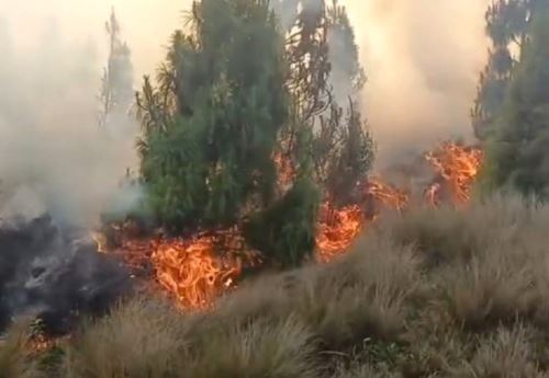 Un incendio forestal se registra en el distrito de Kañaris, en la sierra de la región Lambayeque. El fuego ha arrasado más de una hectárea de árboles de pino y nueve de pastos naturales. ANDINA/Difusión
