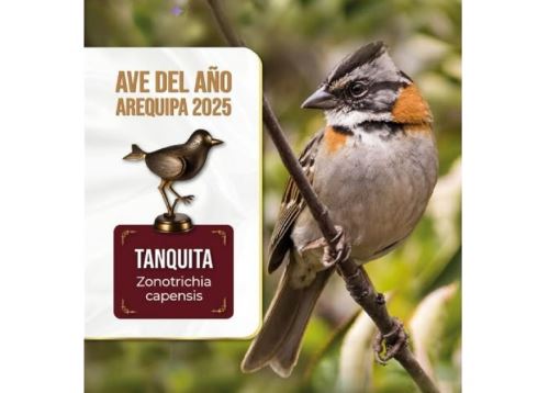 Arequipeños eligieron a la "Tanquita" como el ave emblemática del 2025 de la región mediante votación popular. ANDINA/Difusión