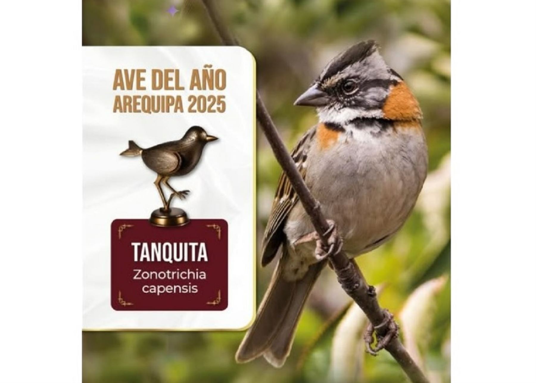 Arequipeños eligieron a la "Tanquita" como el ave emblemática del 2025 de la región mediante votación popular. ANDINA/Difusión