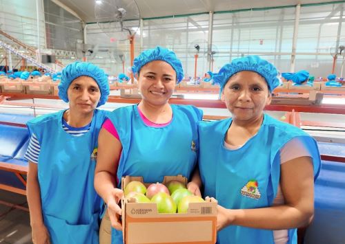 La región Piura lanzó el proyecto para fortalecer la cadena productiva del mango y potenciar su competitividad en los mercados internacionales. ANDINA/Difusión