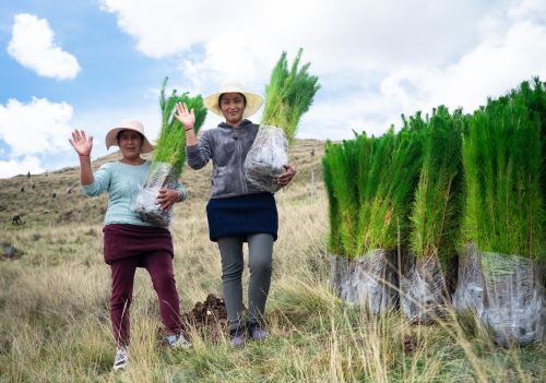 El Programa Bosques Productivos Sostenibles (BPS) del Serfor entregó un total de 34 millones 130,638 soles destinados a cofinanciar planes de negocio de plantaciones forestales comerciales de 46 organizaciones y con ello fortalecer su economía local. ANDINA/Difusión