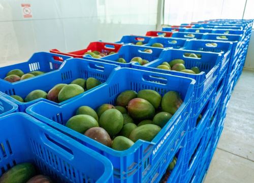 El mango es uno de los principales productos agroexportables de Piura. Una de las amenazas que tiene este fruto es la plaga de la mosca de la fruta, por ello es importante prevenir su presencia.