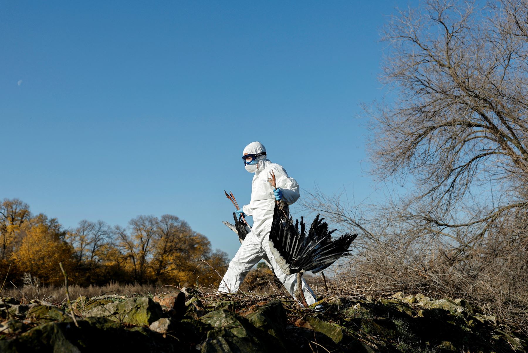 Un agente forestal recoge cigüeñas muertas en la orilla del río Manzanares, en Getafe, a las afueras de Madrid, el 11 de diciembre de 2025. Cientos de cigüeñas han sido halladas muertas, lo que aumenta la preocupación por la posible circulación de una cepa altamente infecciosa de gripe aviar. Foto: AFP