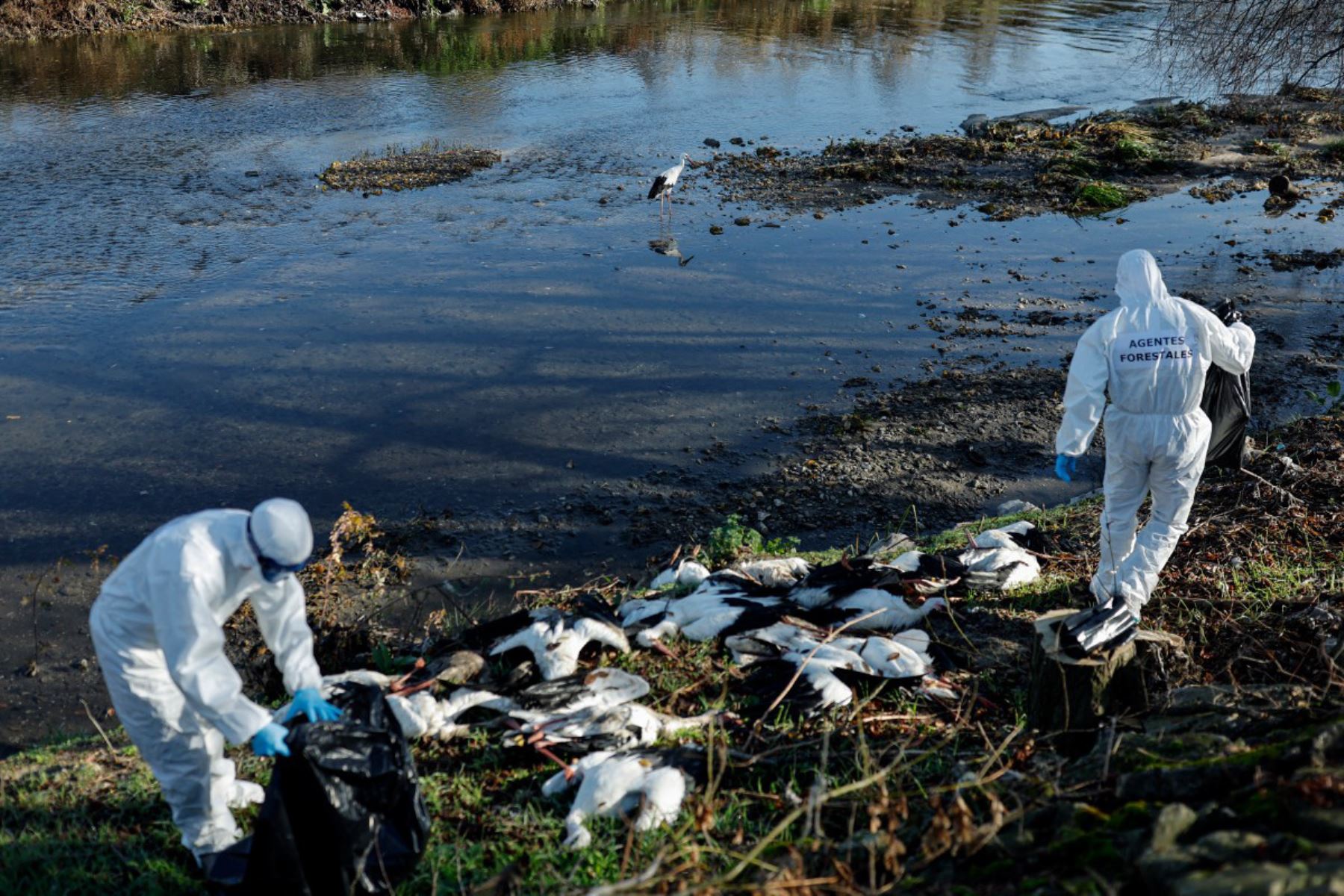 Agentes forestales recogen cigüeñas muertas en la orilla del río Manzanares, en Getafe, a las afueras de Madrid, el 11 de diciembre de 2025. Cientos de cigüeñas han sido halladas muertas, lo que aumenta la preocupación por la posible circulación de una cepa altamente infecciosa de gripe aviar. Foto: AFP