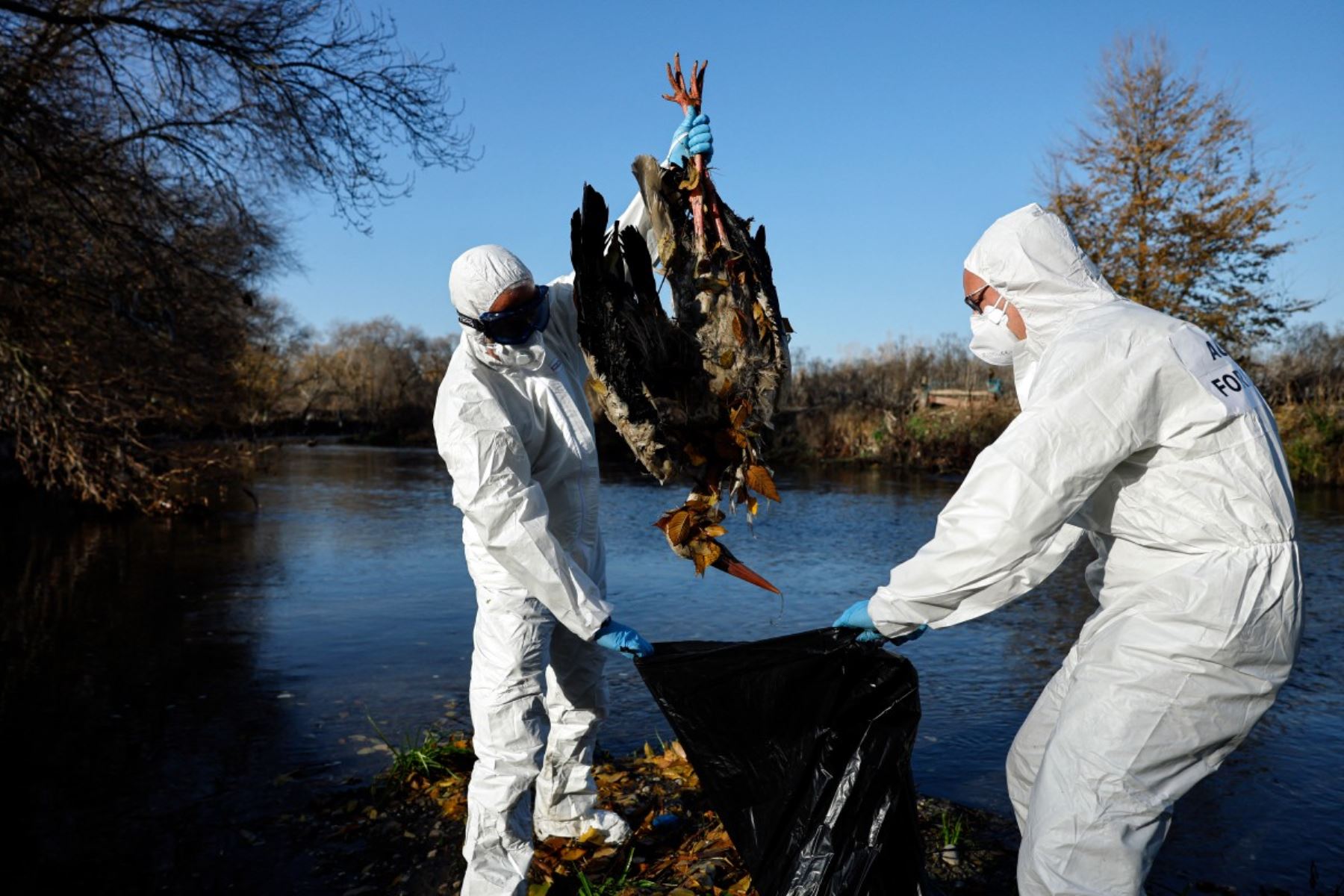 Agentes forestales recogen cigüeñas muertas en la orilla del río Manzanares, en Getafe, a las afueras de Madrid, el 11 de diciembre de 2025. Cientos de cigüeñas han sido halladas muertas, lo que aumenta la preocupación por la posible circulación de una cepa altamente infecciosa de gripe aviar. Foto: AFP