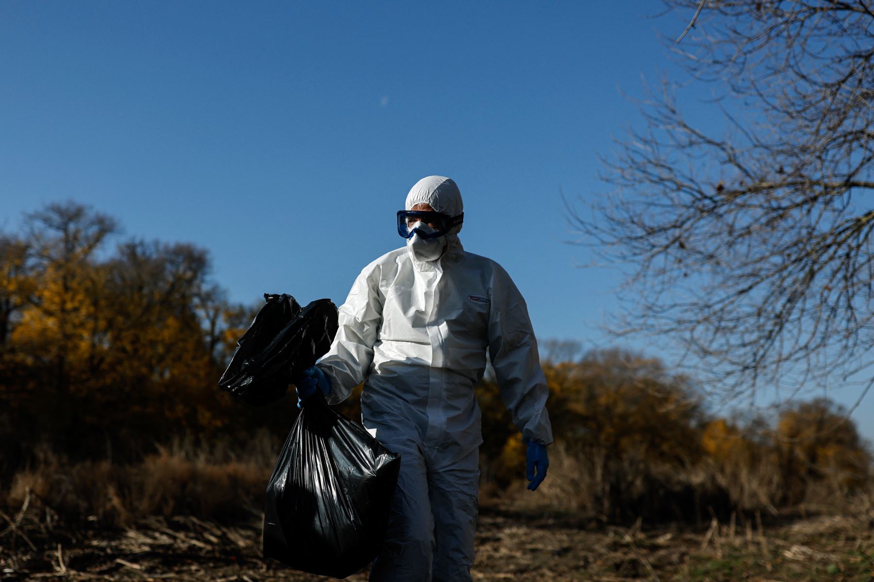 Un agente forestal con equipo de protección individual recoge cigüeñas muertas en la orilla del río Manzanares, en Getafe, a las afueras de Madrid, el 11 de diciembre de 2025. Cientos de cigüeñas han sido halladas muertas, lo que aumenta la preocupación por la posible circulación de una cepa altamente infecciosa de gripe aviar. Foto: AFP