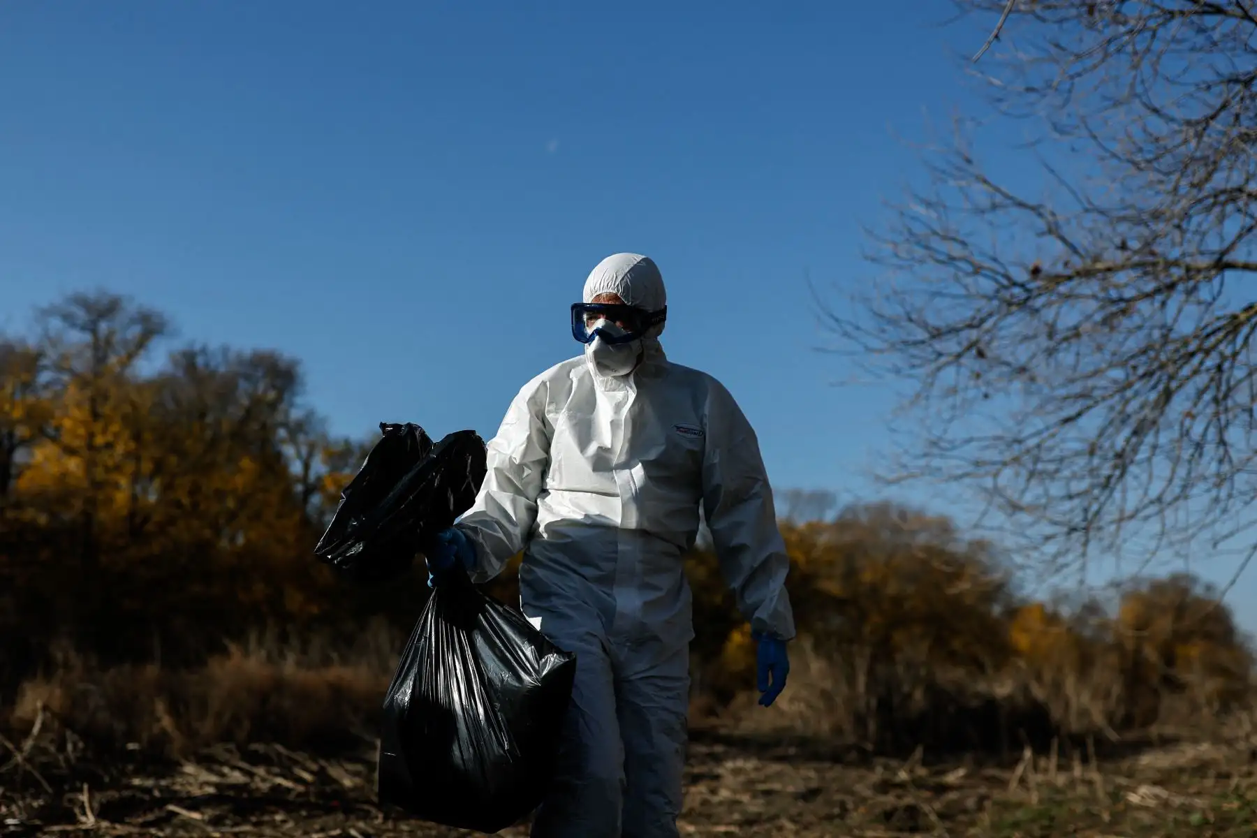 Un agente forestal con equipo de protección individual recoge cigüeñas muertas en la orilla del río Manzanares, en Getafe, a las afueras de Madrid, el 11 de diciembre de 2025. Cientos de cigüeñas han sido halladas muertas, lo que aumenta la preocupación por la posible circulación de una cepa altamente infecciosa de gripe aviar. Foto: AFP
