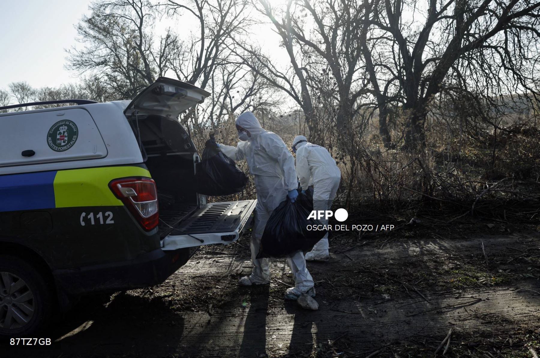 Agentes forestales con equipo de protección individual recogen cigüeñas muertas en la orilla del río Manzanares, en Getafe, a las afueras de Madrid, el 11 de diciembre de 2025. Cientos de cigüeñas han sido halladas muertas, lo que aumenta la preocupación por la posible circulación de una cepa altamente infecciosa de gripe aviar. Foto: AFP