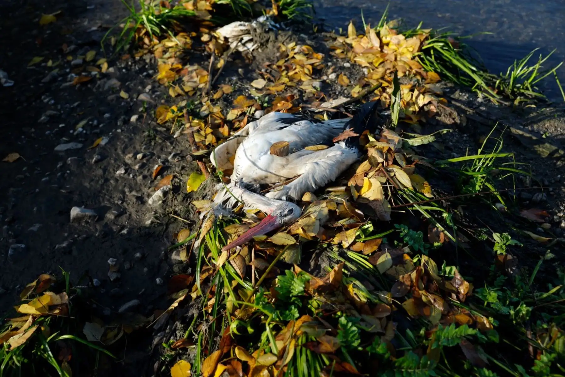 Cientos de cigüeñas han sido halladas muertas a orillas del río Manzanares en Getafe, a las afueras de Madrid, el 11 de diciembre de 2025, lo que aumenta la preocupación por la posible circulación de una cepa altamente infecciosa de gripe aviar. Foto: AFP