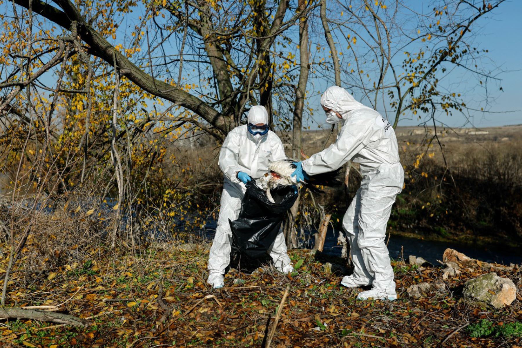 Agentes forestales recogen cigüeñas muertas en la orilla del río Manzanares, en Getafe, a las afueras de Madrid, el 11 de diciembre de 2025. Cientos de cigüeñas han sido halladas muertas, lo que aumenta la preocupación por la posible circulación de una cepa altamente infecciosa de gripe aviar. Foto: AFP
