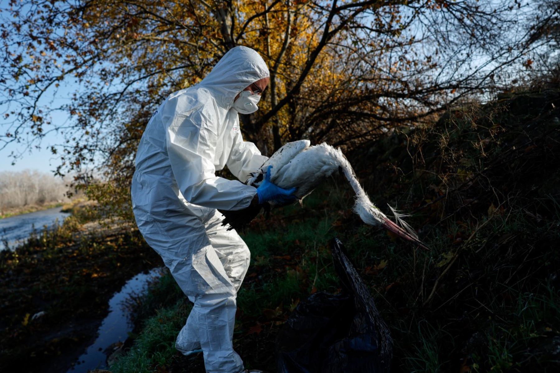 Un agente forestal con equipo de protección individual recoge cigüeñas muertas en la orilla del río Manzanares, en Getafe, a las afueras de Madrid, el 11 de diciembre de 2025. Cientos de cigüeñas han sido halladas muertas, lo que aumenta la preocupación por la posible circulación de una cepa altamente infecciosa de gripe aviar. Foto: AFP