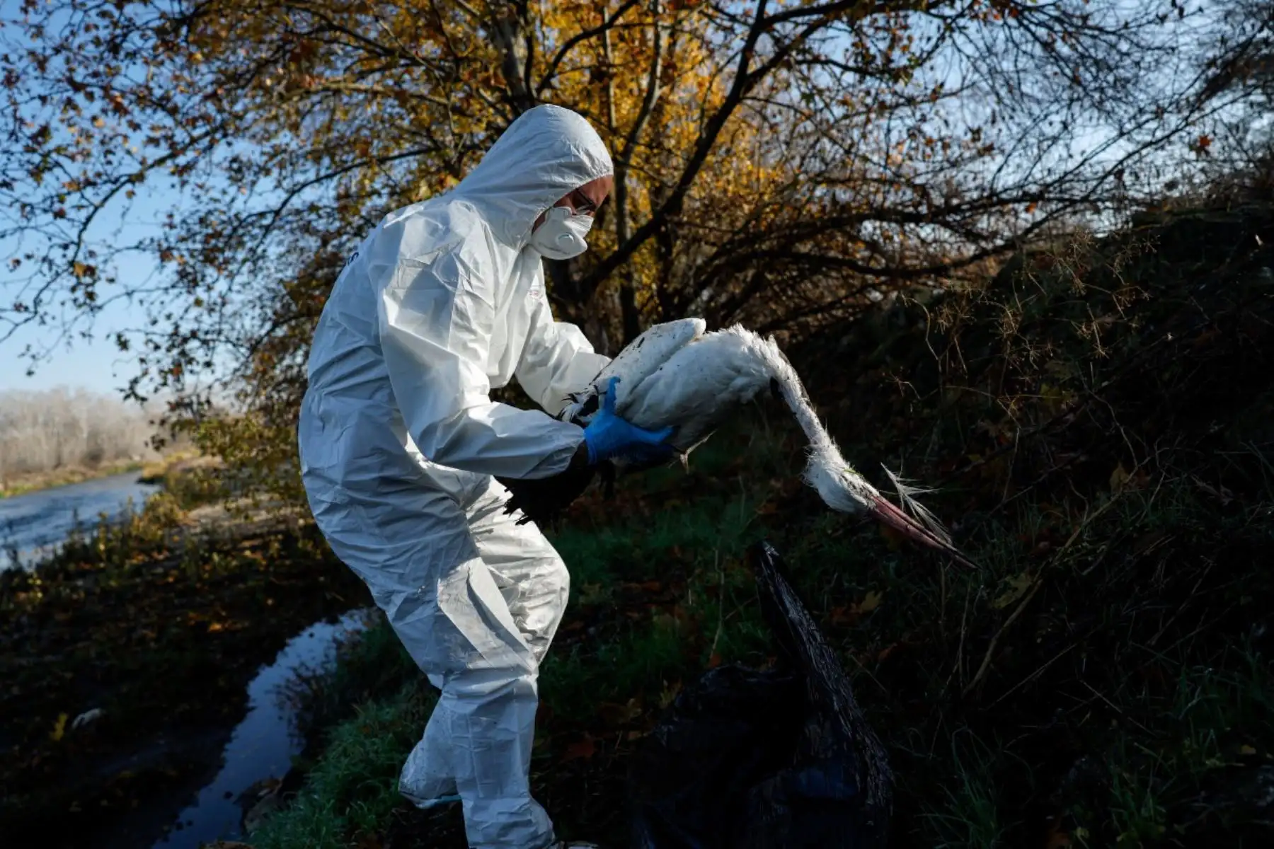Un agente forestal con equipo de protección individual recoge cigüeñas muertas en la orilla del río Manzanares, en Getafe, a las afueras de Madrid, el 11 de diciembre de 2025. Cientos de cigüeñas han sido halladas muertas, lo que aumenta la preocupación por la posible circulación de una cepa altamente infecciosa de gripe aviar. Foto: AFP