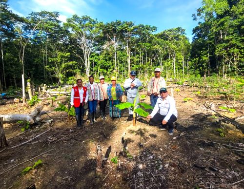 La Unidad Ejecutora Fondo Sierra Azul del Midagir impulsa el desarrollo agrícola de la provincia de Putumayo, región Loreto, con proyecto productivo de maíz y plátano. ANDINA/Difusión
