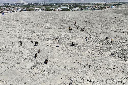 Líneas de Nasca: campaña de limpieza recolectó media tonelada de residuos sólidos