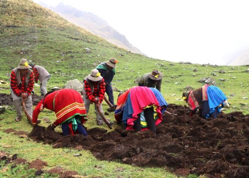Más de 50 variedades de papa nativas, cuyo material permaneció conservada en el banco de germoplasma del Centro Internacional de la Papa (CIP), fueron instaladas en los campos de cultivo de la Zona de Agrobiodiversidad Paymalis de Apurímac por agricultores locales y por especialistas del INIA. ANDINA/Difusión