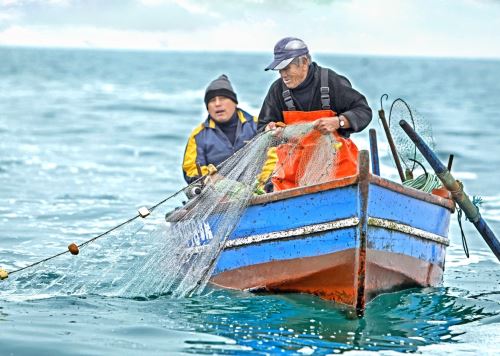 Sanipes entregó en el Desembarcadero Pesquero Artesanal (DPA) de Morro Sama, en Tacna, 50 habilitaciones sanitarias a armadores de embarcaciones artesanales, con el fin de contribuir en el fortalecimiento de la cadena de la producción pesquera y acuícola. ANDINA/Difusión