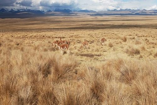Las brigadas también registraron indicios de caza furtiva en zonas fronterizas con Bolivia, así como la presencia de perros salvajes, identificados como una amenaza directa para las poblaciones de vicuñas.